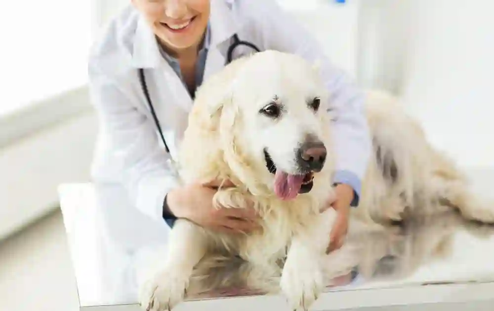 Paws, Claws, and Coverage: Exploring Pet Insurance Options